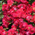 Red Drift® Std Tree Rose