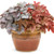 Dolce Silver Gumdrop Coral Bells