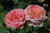 Carding Mill David Austin Rose
