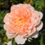 Carding Mill David Austin Rose
