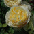 Charlotte David Austin Rose