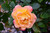 Rosie The Riveter Floribunda Rose