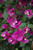 Purple Queen Bougainvillea