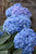 Blue Enchantress Hydrangea