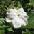 Arabian Jasmine
Jasminum sambac