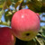 Apple Jerseymac Fruit Tree
Jerseymac Apple