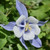 Songbird Blue Bird Columbine 
Aquilegia