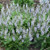 Bumblesky Meadow Sage