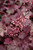 Berry Smoothie Coral Bells