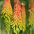 Fire Dance Torchlily 
Kniphofia