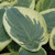 Snow Cap Hosta