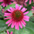 Delicious Candy Coneflower 
Delicious Candy Echinacea