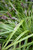 EverColor Everlime Japanese Sedge