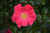 Flower Carpet Pink Supreme Rose