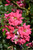 Flower Carpet Pink Supreme Rose