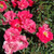 Flower Carpet Pink Supreme Rose