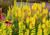 Lemon Popsicle Torchlily 
Kniphofia Lemon Popsicle