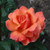 Easy Does It  Floribunda Rose