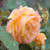 Strike It Rich Grandiflora Rose