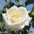 Honor Hybrid Tea Rose