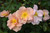 Chinook Sunrise Rose