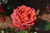Hot Cocoa Floribunda Rose
