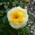 The Poet's Wife David Austin Rose