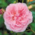 Strawberry Hill David Austin Rose
