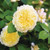 The Pilgrim David Austin Rose