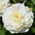 Tranquility David Austin Rose