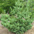 Aoi Japanese White Pine