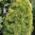 Louie Eastern White Pine