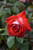 Smokin' Hot Hybrid Tea Rose