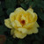 Lemon Meringue Climbing Rose