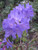 Blue Baron Rhododendron