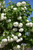 Eastern Snowball Viburnum