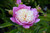 Bowl Of Beauty Peony