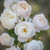 Desdemona David Austin Rose