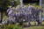 Lawrence Japanese Wisteria