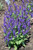 Violet Profusion Sage
salvia