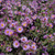 Woods Purple Aster