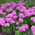 Pink Flame Garden Phlox