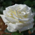 Sugar Moon Hybrid Tea Rose