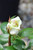 Sugar Moon Hybrid Tea Rose