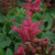 Fireberry Astilbe