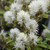 Legend Of The Small Bottlebrush Fothergilla