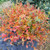 Legend Of The Small Bottlebrush Fothergilla