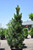 Algonquin Pillar Swiss Stone Pine