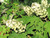 Snow Queen Oakleaf Hydrangea