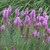 FLORISTAN VIOLET Gayfeather, Blazing Star